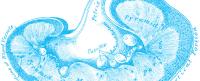 Illustration of a cross-section of a kidney labeled with anatomical details.